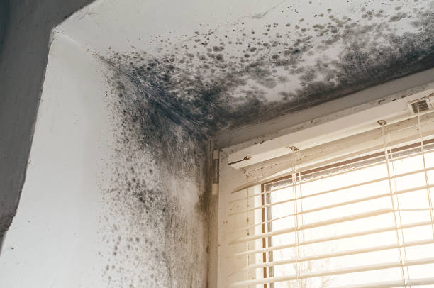 Affordable Basement Mold Removal solutions in Cordova, NC
