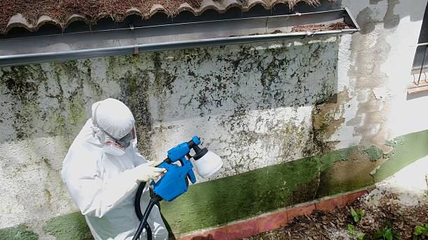 Top rated local Basement Mold Removal specialists in Cordova, NC